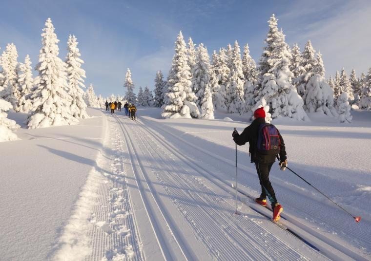 Haukka *
