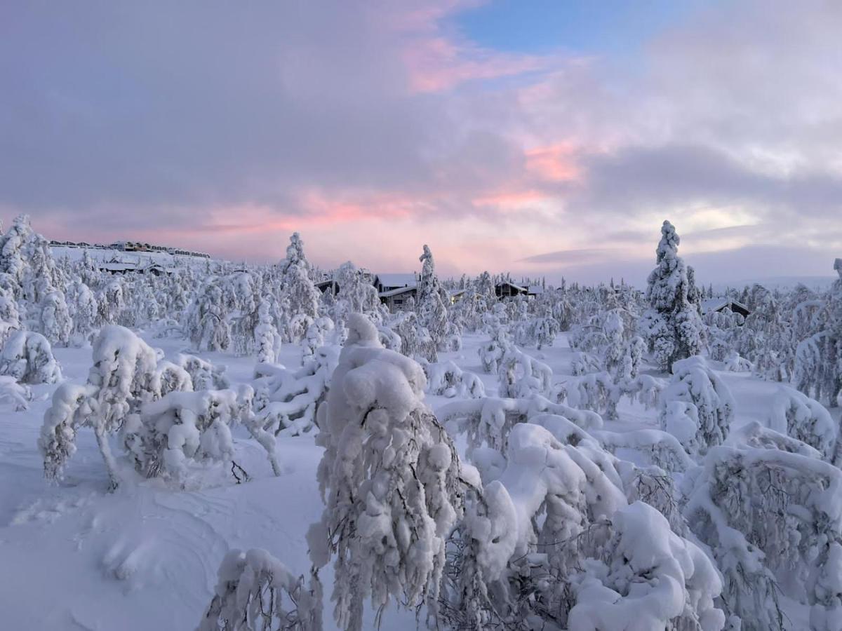 Haukka *