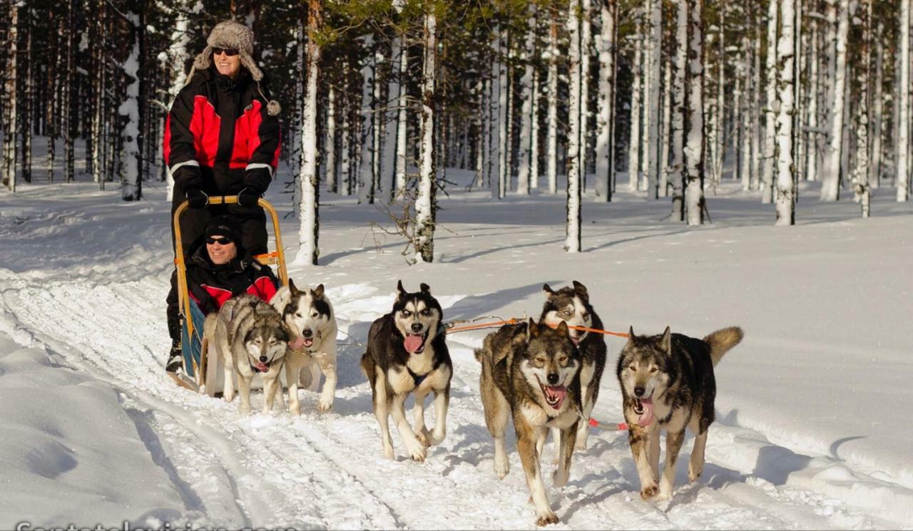 Haukka *