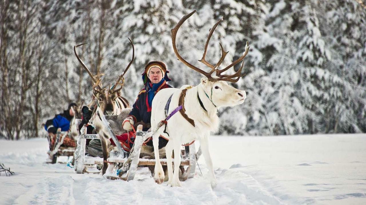 Haukka *
