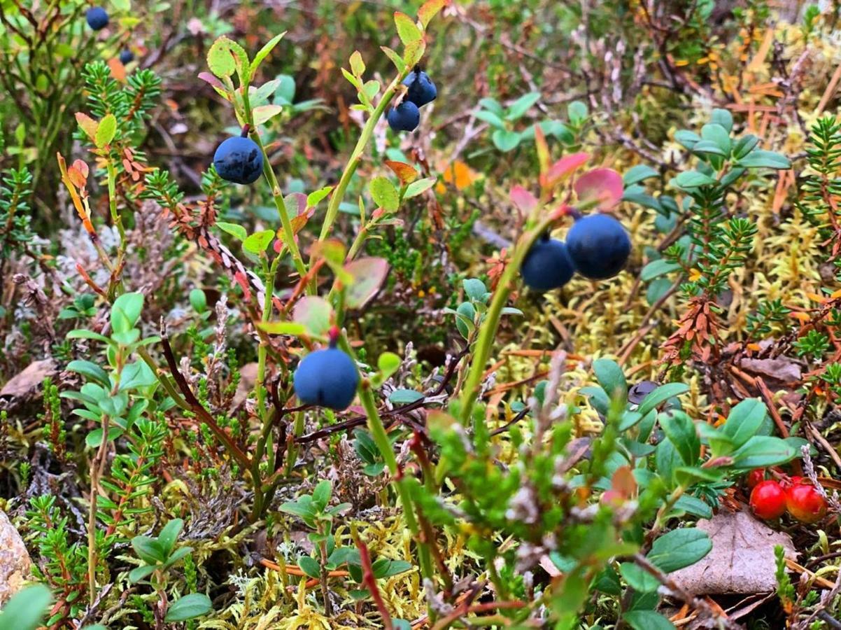 Villa Haukka Saariselkä